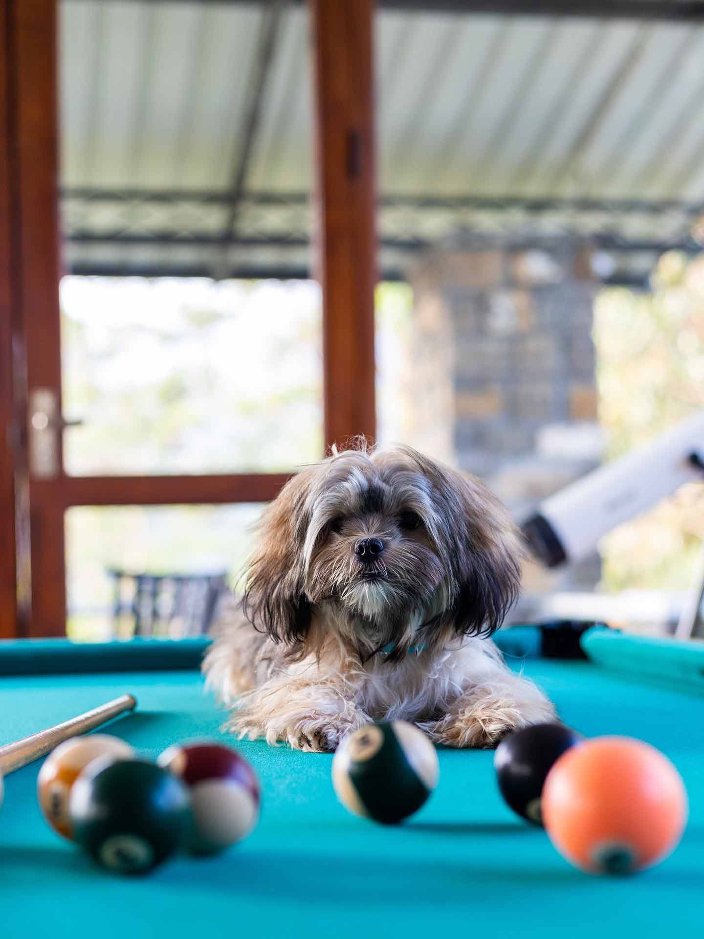 Dog on a pool table